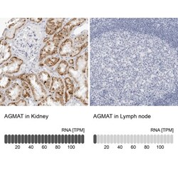 AGMAT Antibody, Novus Biologicals:Antibodies:Primary Antibodies
